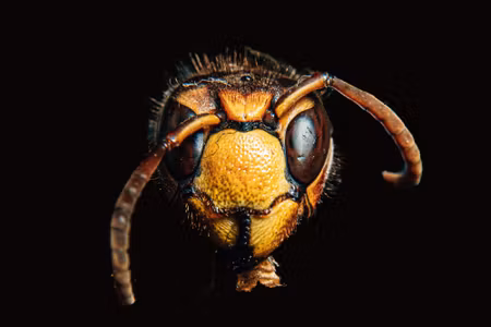 Canvastavla - Multipart Hornet on a Macro Scale