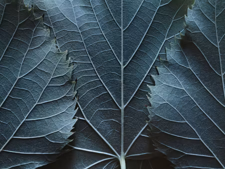 Canvastavla - Multipart Leaves with a Macro with