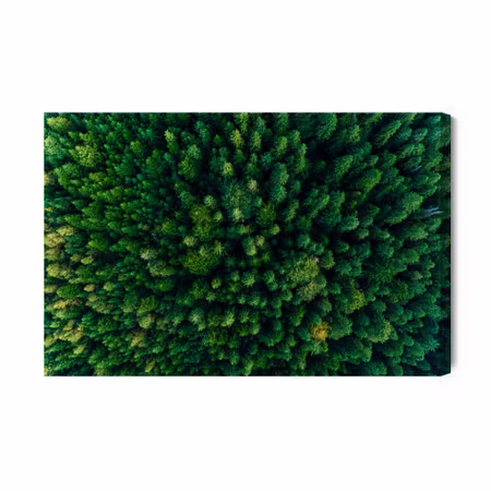 Canvastavla - Trees in the Carpathians