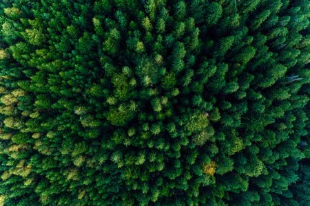 Canvastavla - Trees in the Carpathians