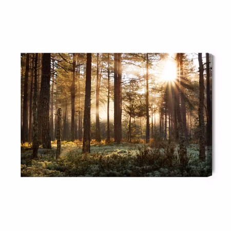 Canvastavla - Sunrise in the Coniferous Forest