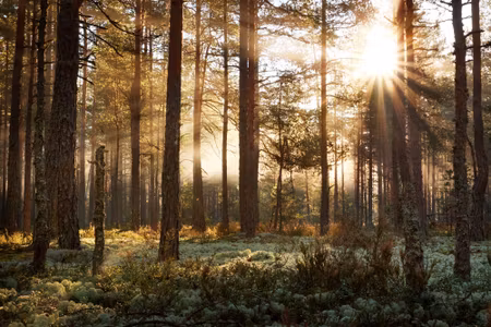 Canvastavla - Sunrise in the Coniferous Forest