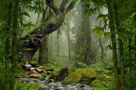 Canvastavla - Tropical Jungle
