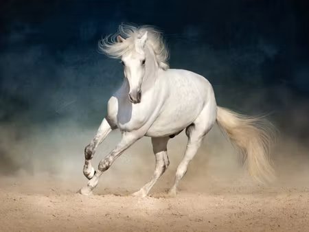Canvastavla - Multipart a White Horse At a Gallop