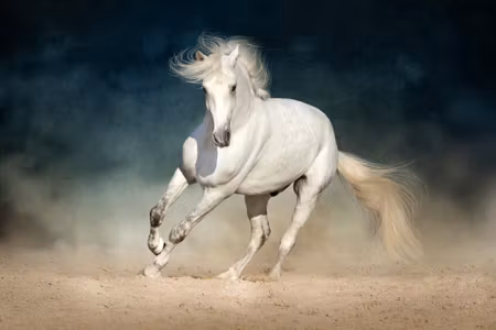Canvastavla - Multipart a White Horse At a Gallop