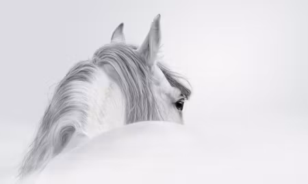 Canvastavla - Multipart Andalusian Horse in the