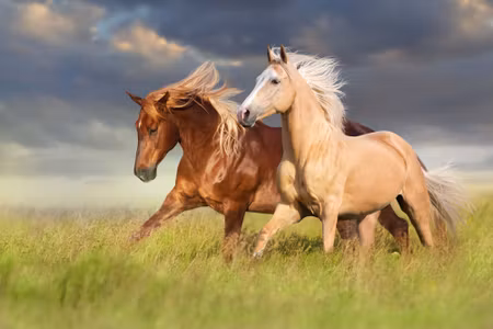 Canvastavla - Multipart Horses Galloping in a D