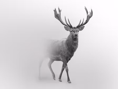 Canvastavla - Multipart a Stately Deer in the Fog