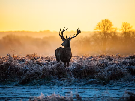 Canvastavla - Multipart Deer in the Rut in D