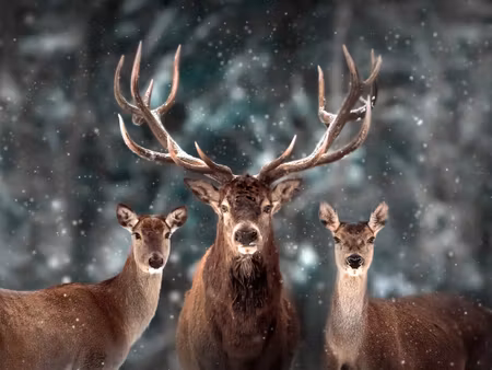 Canvastavla - Multipart a Deer and Two Does in