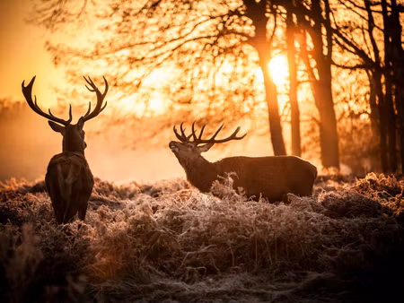 Canvastavla - Multipart Two Deer in the Forest At