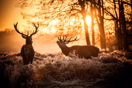 Canvastavla - Multipart Two Deer in the Forest At