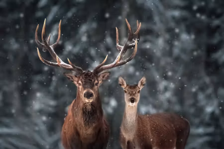 Canvastavla - Multipart Deer and Doe in the D
