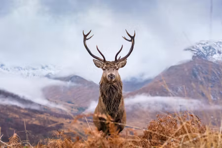 Canvastavla - Multipart a Deer on a Background of