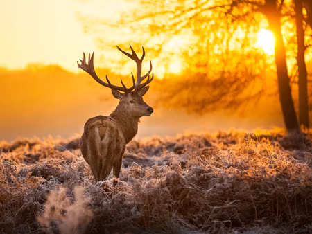 Canvastavla - Multipart Deer in the Forest At