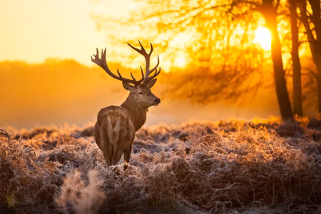 Canvastavla - Multipart Deer in the Forest At