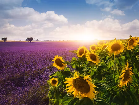 Canvastavla - Multipart Lavender and Sunflower