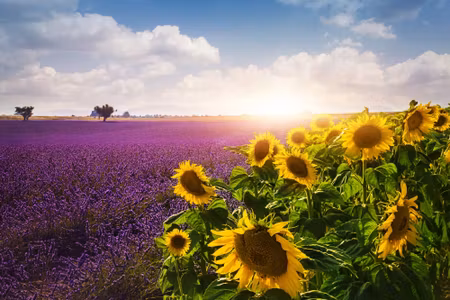 Canvastavla - Multipart Lavender and Sunflower