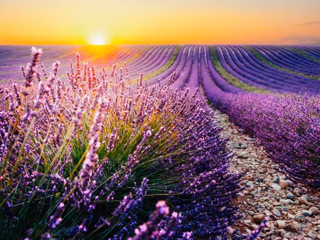 Canvastavla - Multipart Lavender Field At Sunset D