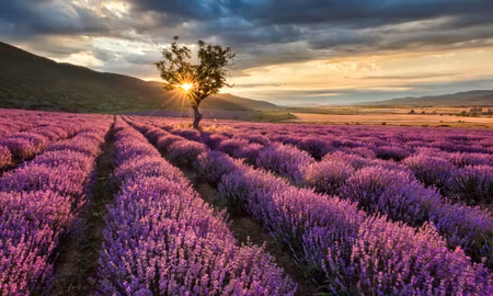 Canvastavla - Multipart Lavender Field At Sunset D