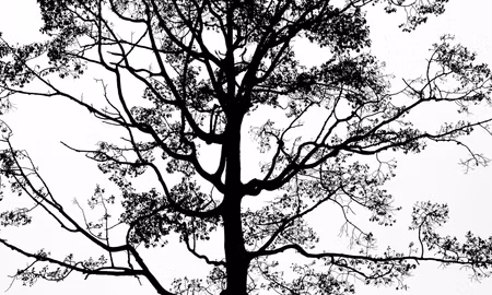 Canvastavla - Multipart Black Tree on a White