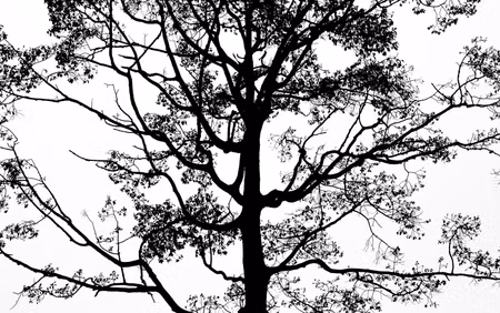 Canvastavla - Multipart Black Tree on a White