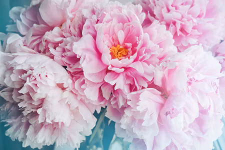 Canvastavla - Multipart D Peony Bouquet