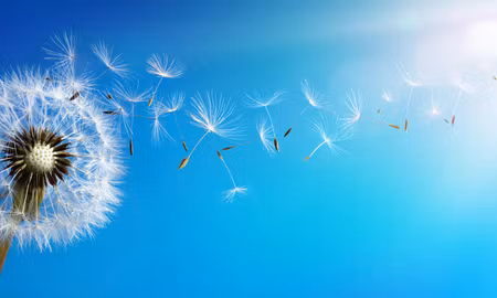 Canvastavla - Multipart Dandelion with Flying