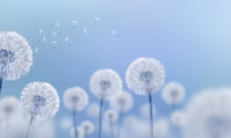 Canvastavla - Multipart Dandelions on a Blue