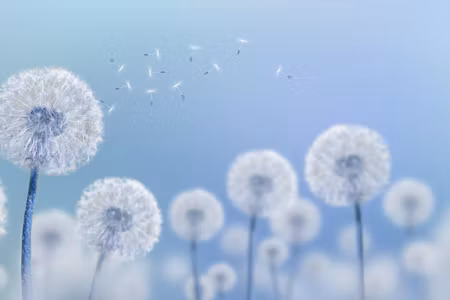 Canvastavla - Multipart Dandelions on a Blue