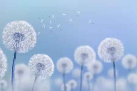 Canvastavla - Multipart Dandelions on a Blue