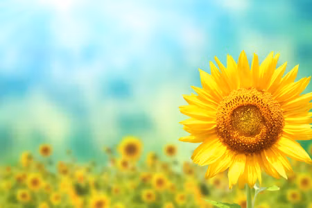 Canvastavla - Multipart Decorative D Sunflower