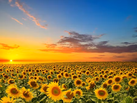 Canvastavla - Multipart Sunset over a D Sunflower