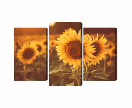 Canvastavla - Multipart a Field of Sunflowers in