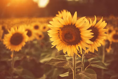 Canvastavla - Multipart a Field of Sunflowers in