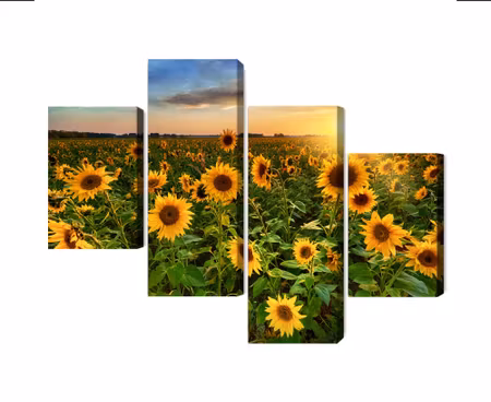 Canvastavla - Multipart Sunflower Field At Sunset