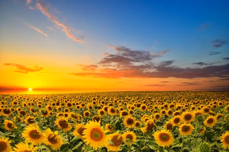 Canvastavla - Multipart Sunset over a D Sunflower