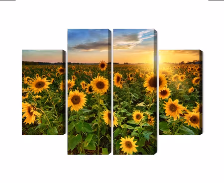 Canvastavla - Multipart Sunflower Field At Sunset