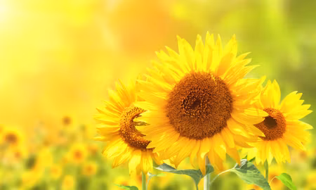 Canvastavla - Multipart Blooming Sunflowers D