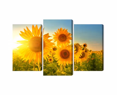 Canvastavla - Multipart Sunflower Field At Sunset