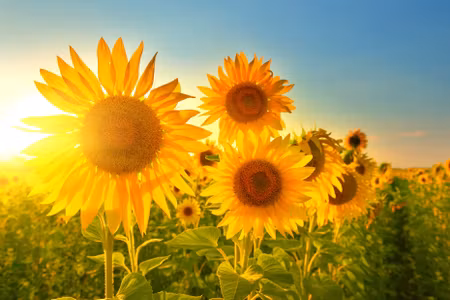 Canvastavla - Multipart Sunflower Field At Sunset