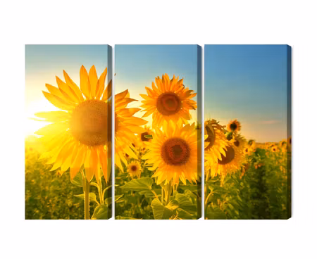 Canvastavla - Multipart Sunflower Field At Sunset