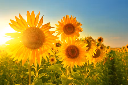 Canvastavla - Multipart Sunflower Field At Sunset