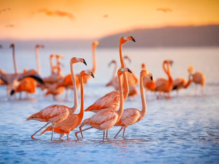 Canvastavla - Multipart a Flock of Flamingos By