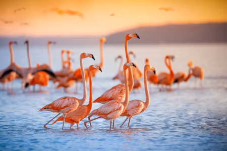 Canvastavla - Multipart a Flock of Flamingos By