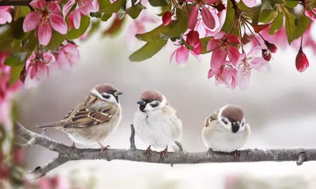 Canvastavla - Multipart Sparrows Among Flowers
