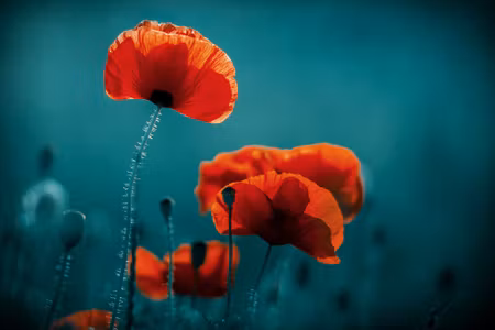 Canvastavla - Multipart Macro Poppies