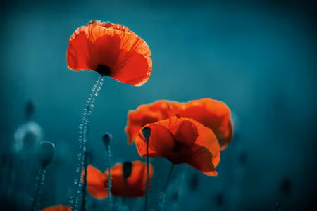 Canvastavla - Multipart Macro Poppies