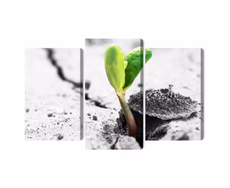 Canvastavla - Multipart D Plant Sprouting