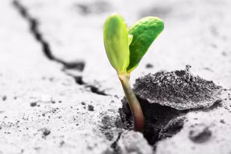Canvastavla - Multipart D Plant Sprouting